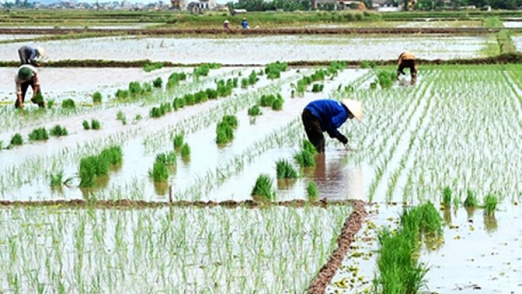 Năm đầu tiên Vĩnh Phúc hết lo chống hạn vụ Đông Xuân (25/4/2018)