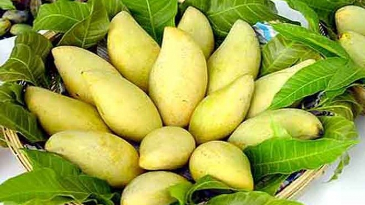 Tiền Giang - Nâng tầm cho quả xoài cát Hòa Lộc (20/4/2018)