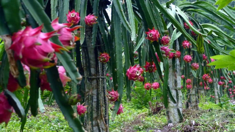Sản phẩm địa phương Vĩnh Phúc: Biến tiềm năng thành lợi thế (23/5/2018)