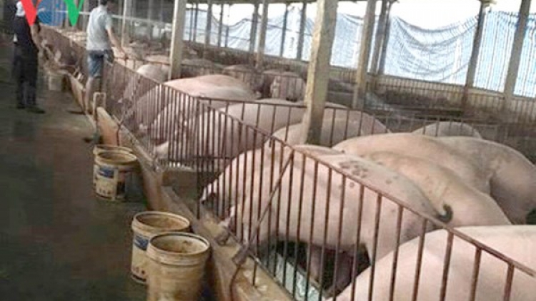 Lợn tăng giá, người chăn nuôi cần tỉnh táo khi tái đàn (8/5/2018)