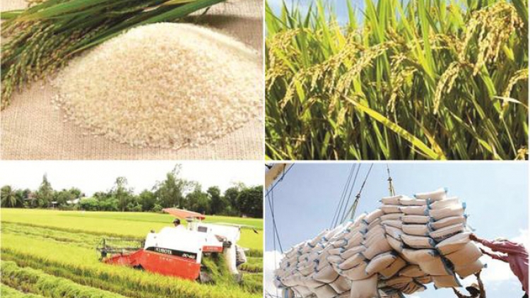 Bước ngoặt của ngành lúa gạo Việt (28/5/2018)
