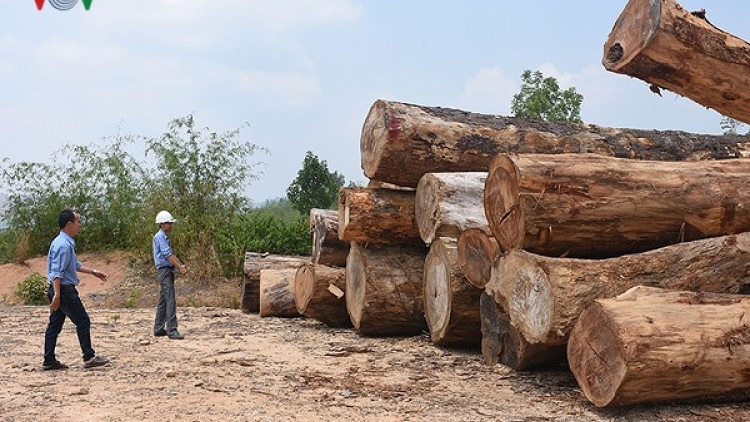 Khai thác gỗ trái phép nghiêm trọng tại xã Đăk Rơ Nga, lâm phần Công ty Trách nhiệm hữu hạn một thành viên lâm nghiệp Đăk Tô (huyện Đăk Tô), tỉnh Kon Tum (9:02 giây)