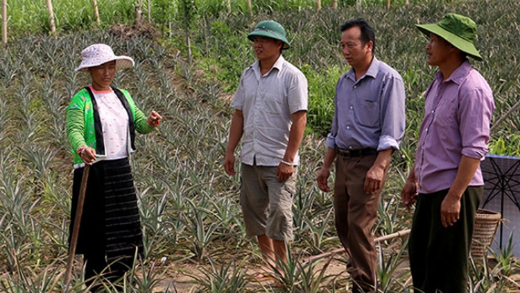 Gian nan chuyển đổi cơ cấu cây trồng cho vùng cao (22/6/2018)