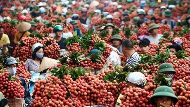 Vải thiều Bắc Giang sẵn sàng đón chính vụ (12/6/2018)