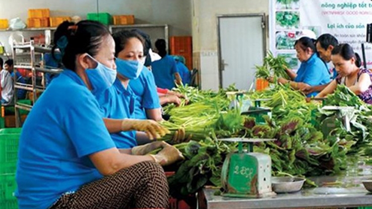 Khơi thông dòng vốn cho Hợp tác xã và kinh tế tư nhân (15/6/2018)