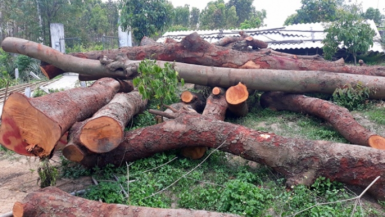 Nhiều dấu hiệu khó hiểu xung quanh vụ đốn hạ rừng lim cổ thụ ở Tam Đảo, Vĩnh Phúc (7/6/2018)