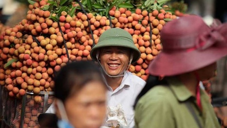 Ủy ban nhân dân tỉnh Bắc Giang khẳng định thông tin “vải thiều phải đổ bỏ xuống sông” là tin đồn thất thiệt (Thời sự chiều 3/6/2018)