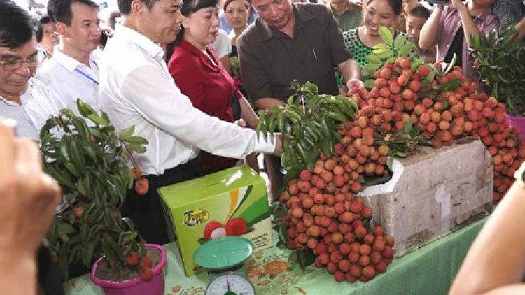 Khai mạc Lễ hội vải thiều Thanh Hà - Hải Dương 2018 (Thời sự trưa 10/6/2018)