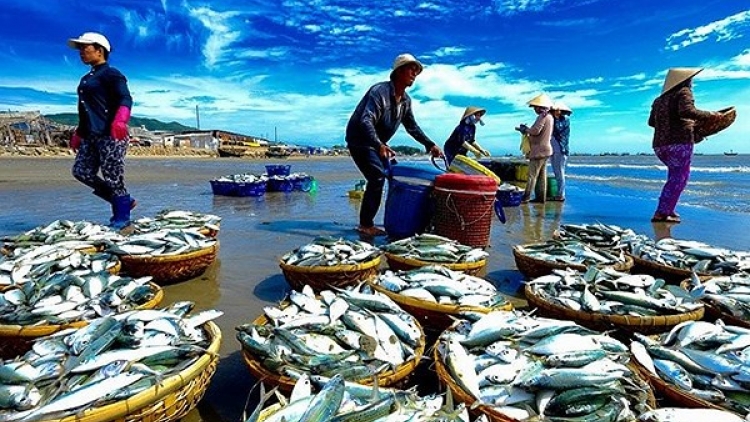 Giải pháp khắc phục những khó khăn trong việc truy xuất nguồn gốc hải sản (31/7/2018)