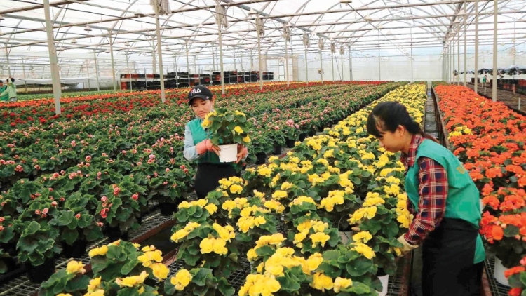 Lâm Đồng: Những làng hoa trong thời kỳ hội nhập (1/7/2018)
