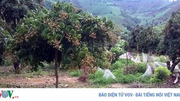 Mô hình ghép cải tạo vườn nhãn đem lại hiệu quả kinh tế cao tại tỉnh Điện Biên (31/7/2018)
