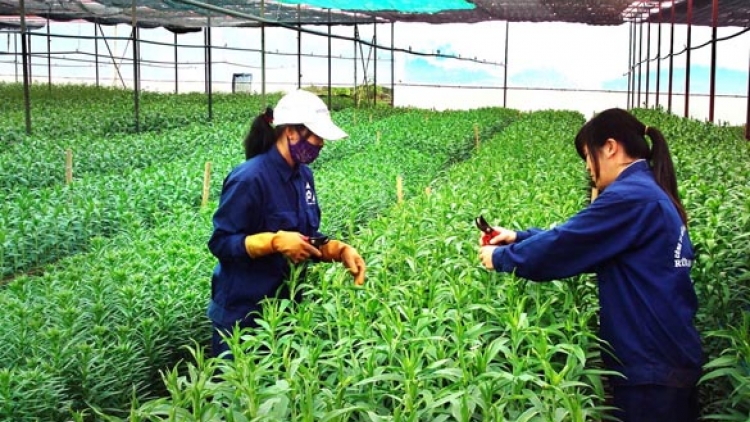Hà Nội tích cực đẩy mạnh các mô hình sản xuất sạch, hướng tới xây dựng nông thôn mới bền vững (8/7/2018)
