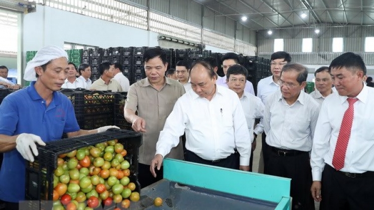 Thủ tướng Nguyễn Xuân Phúc thăm mô hình sản xuất rau an toàn tại Lâm Đồng (Thời sự chiều 29/7/2018)