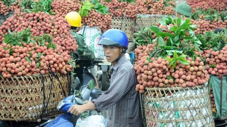 Vải thiều GAP, xu thế tất yếu để được mùa, được giá (16/7/2018)