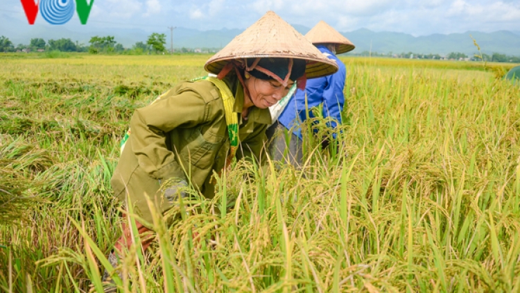 Điện Biên: Đưa khoa học kỹ thuật vào trong sản xuất nông nghiệp (20/8/2018)