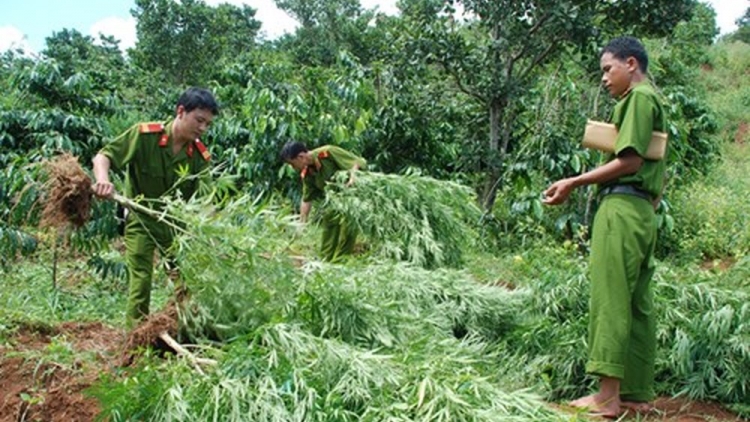 Đắk Lắk cảnh giác với chiêu thuê đất để trồng cần sa (31/8/2018)