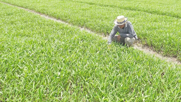 Hợp tác xã kiểu mới - xu hướng tất yếu của nền nông nghiệp hiện đại (23/8/2018)