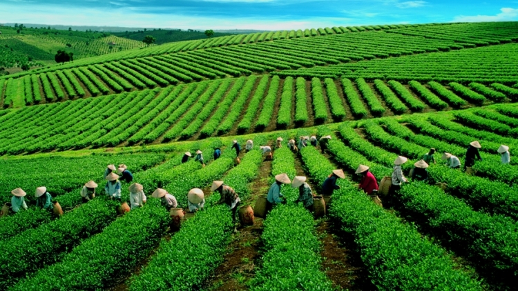 Giải pháp nào để ngành chè Việt Nam phát triển (19/8/2018)
