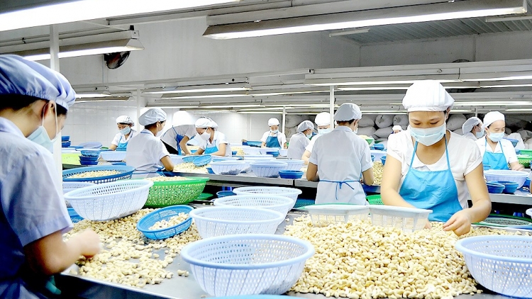 Đã đến lúc cần tái cơ cấu lại ngành điều để phát triển bền vững (5/8/2018)