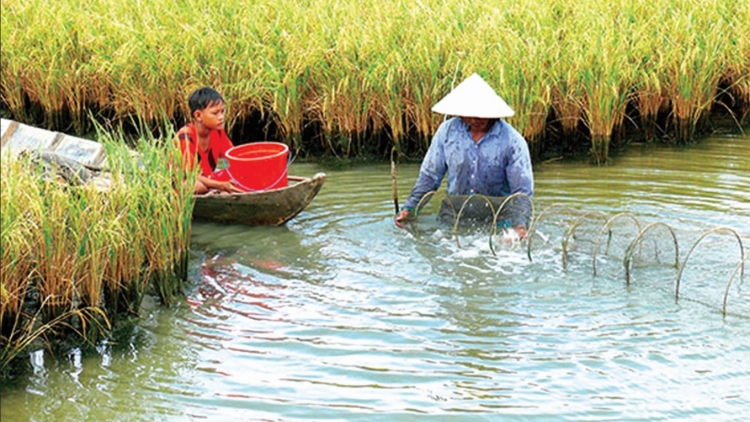 Gỡ khó cho mô hình tôm lúa ở đồng bằng sông Cửu Long (21/9/2018)