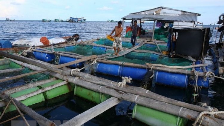 Kiên Giang phát triển nuôi cá lồng bè cải thiện đời sống người dân biển (17/9/2018)