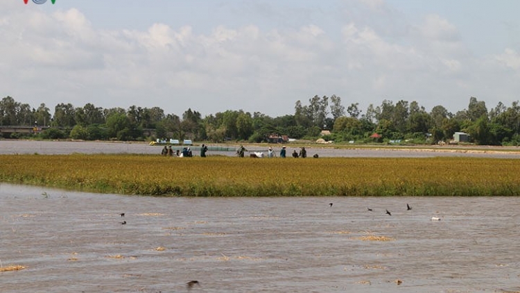 An Giang nỗ lực ứng phó lũ bảo vệ sản xuất nông nghiệp (Thời sự đêm 8/9/2018)