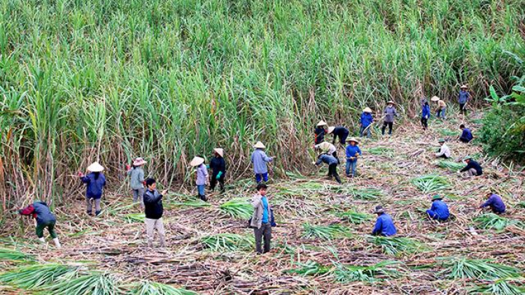 Tái cơ cấu ngành mía đường theo chuỗi giá trị để phát triển bền vững (30/1/2019)