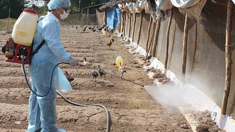 Long An triển khai các biện pháp dập dịch cúm gia cầm H5N1 (10/1/2019)