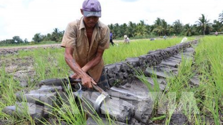 Chuyển đất lúa kém hiệu quả tại Đồng Bằng Sông Cửu Long còn nhiều khó khăn (9/1/2019)