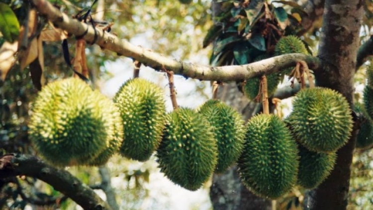 Phát triển cây ăn trái để không phải giải cứu (10/1/2019)