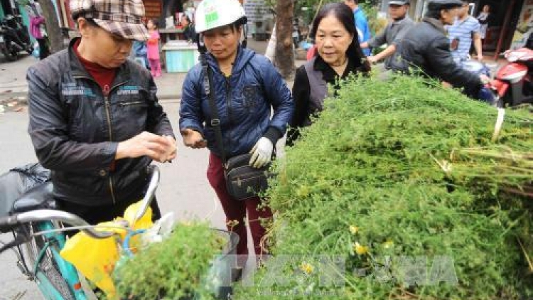 Hương mùi già giữ nét đẹp Tết xưa (24/1/2019)