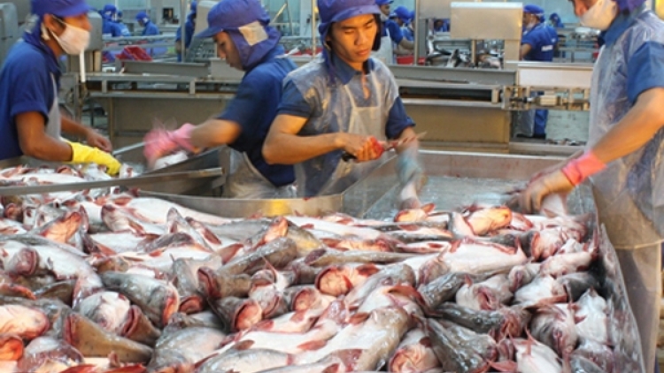 Suy giảm nguồn lợi hải sản, cần giải pháp động bộ (29/1/2019)