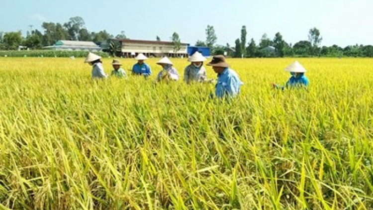 Nâng cao hiệu quả sản xuất lúa hàng hóa (4/10/2019)