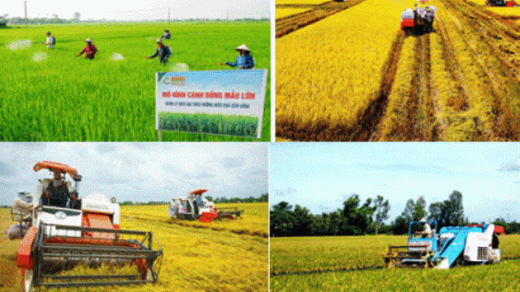 Nông thôn mới Tiền Giang và bài toán về liên kết sản xuất (9/10/2019)