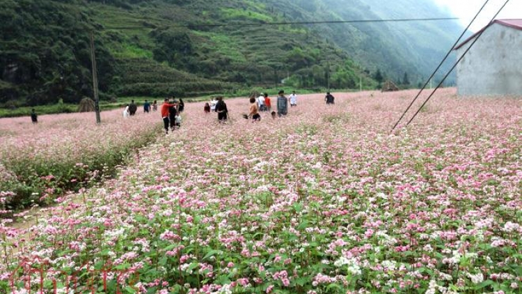 Hà Giang với mùa hoa Tam Giác Mạch (4/10/2019)