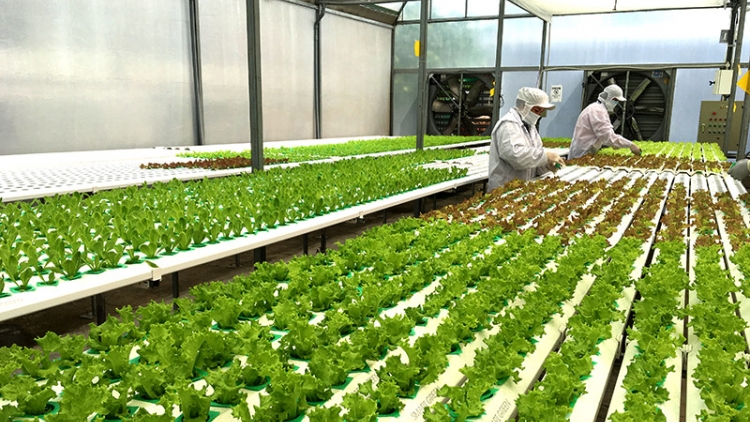 Loạt bài “Đào tạo nông dân chủ động tham gia nông nghiệp 4.0”. Bài cuối với nhan đề: “Đào tạo nông dân qua hệ sinh thái nông nghiệp 4.0” (24/10/2019)