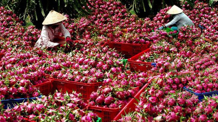 Nông dân Việt và sân chơi toàn cầu (14/10/2019)