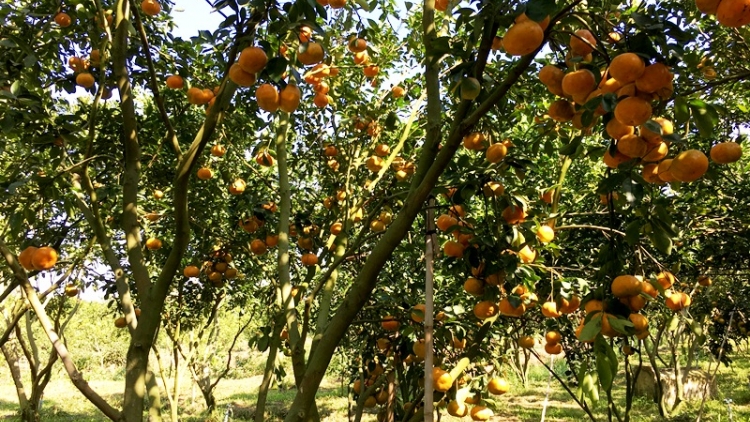 Giúp nông dân nâng cao giá trị cho nông sản thế mạnh địa phương (1/10/2019)