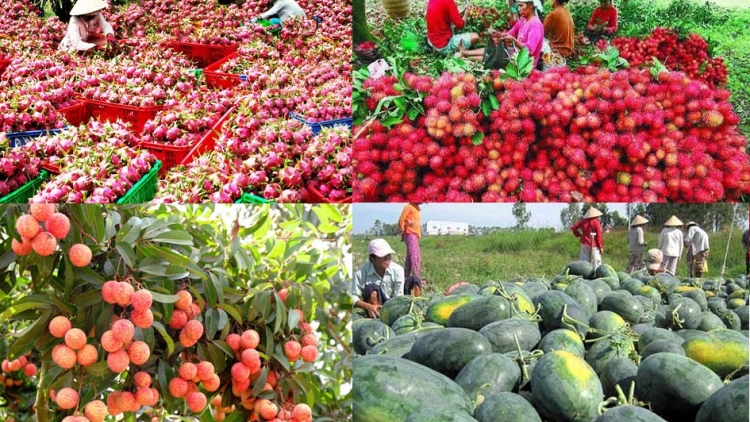 Hợp tác đa dạng, thực chất để tạo thuận lợi cho hàng hóa Việt Nam xuất khẩu vào Trung Quốc (14/11/2019)