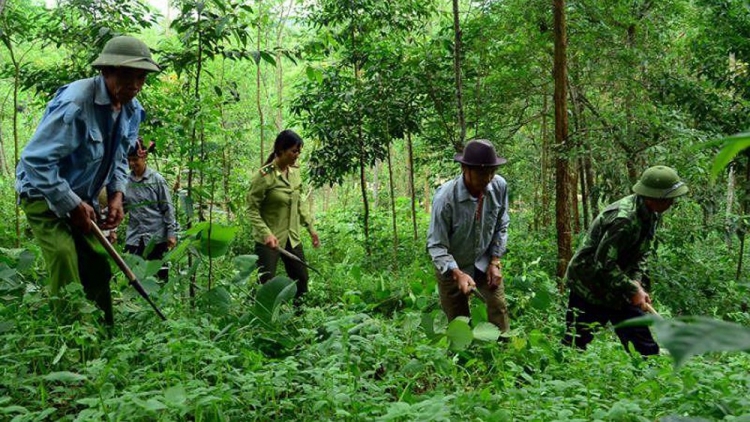 Tạo sinh kế bền vững cho cộng đồng để bảo vệ và phục hồi rừng tự nhiên (14/11/2019)