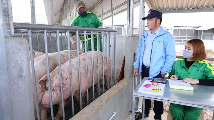 Tăng cường kiểm soát buôn lợn qua biên giới, bình ổn thị trường trong nước (26/11/2019)
