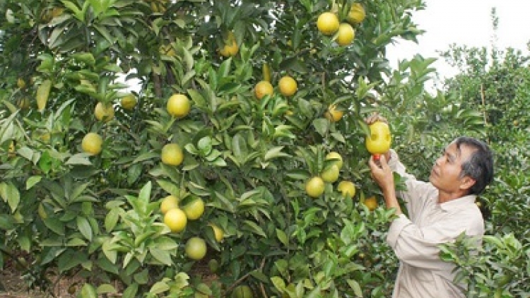 Giải pháp trồng cam theo tiêu chuẩn VietGap (27/11/2019)