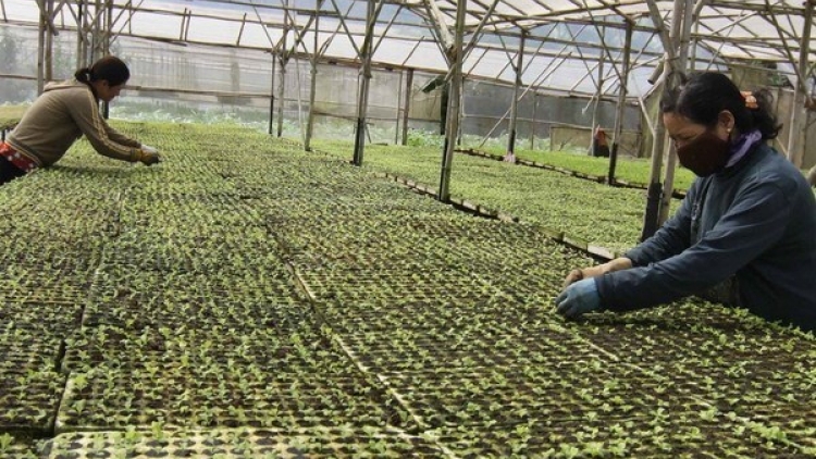 Tạo động lực cho Hợp tác xã Nông nghiệp phát triển (29/11/2019)