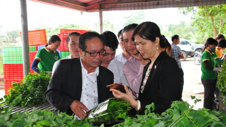 Vĩnh Phúc: Phát triển sản phẩm nông nghiệp phục vụ ngành du lịch (22/11/2019)