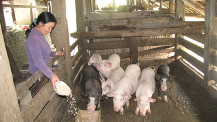 Bài 2: Chăn nuôi nhỏ lẻ - vì sao không hiệu quả? trong loạt bài " Chăn nuôi nhỏ lẻ - Bỏ thì thương, vương thì nợ" (18/12/2019)