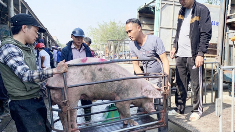 Không có tình trạng xuất lợn lậu, bảo kê cho hoạt động này tại cửa khẩu biên giới (27/12/2019)