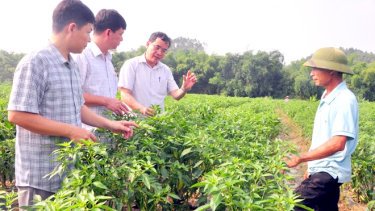 Liên kết sản xuất tạo động lực phát triển nông nghiệp (24/12/2019)