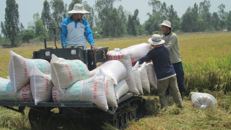 Tăng hiệu quả sản xuất và tiêu thụ lúa gạo (13/12/2019)