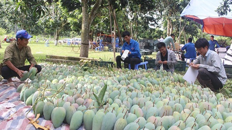 Giải pháp nào sản xuất nông nghiệp an toàn và bền vững? (9/12/2019)