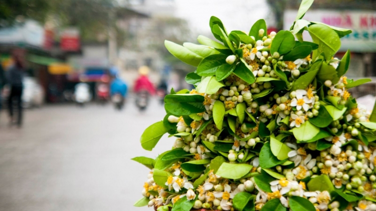 Mùa hoa bưởi níu giữ những kỷ niệm (25/2/2019)